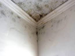 Why You Should Choose Our Mold Remediation Services in Tehachapi, CA